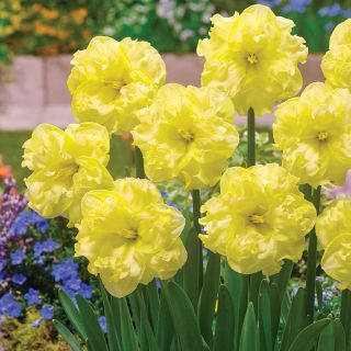 Sunny Side Up Daffodil Thumbnail